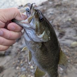 スモールマウスバス