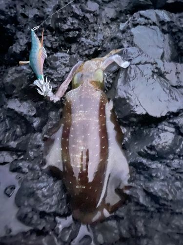 アオリイカの釣果