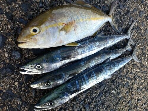 ショゴの釣果