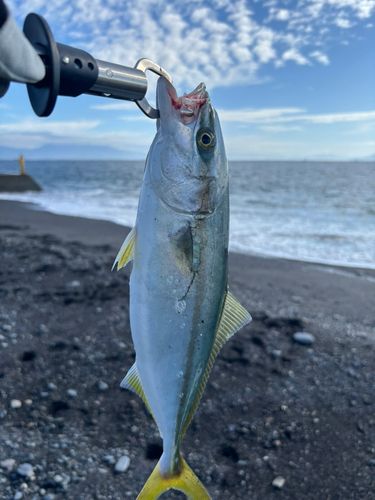 ワカシの釣果