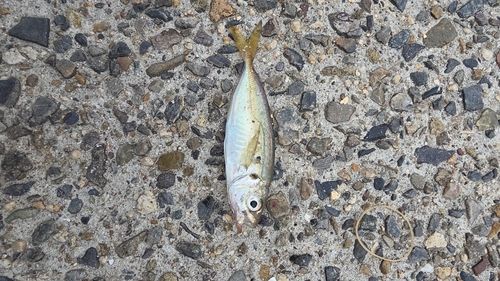 マアジの釣果