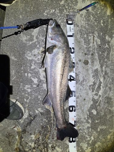 スズキの釣果