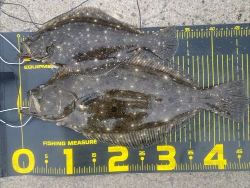 ヒラメの釣果