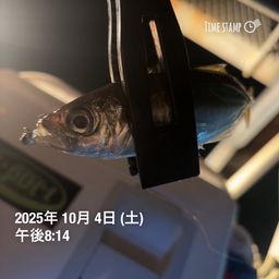 アジ