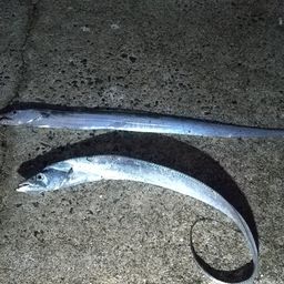 タチウオ