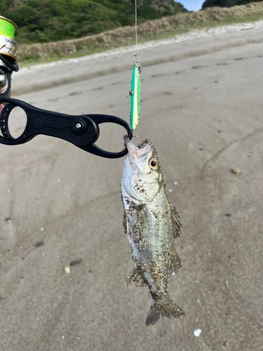 セイゴ（ヒラスズキ）の釣果