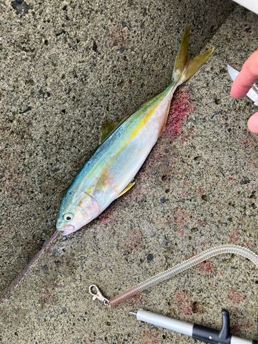 ワカシの釣果