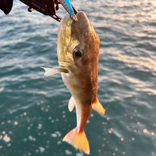 シロサバフグの釣果