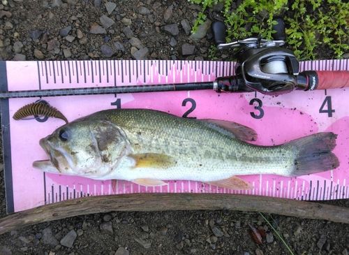 ブラックバスの釣果