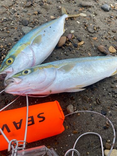 ワカシの釣果