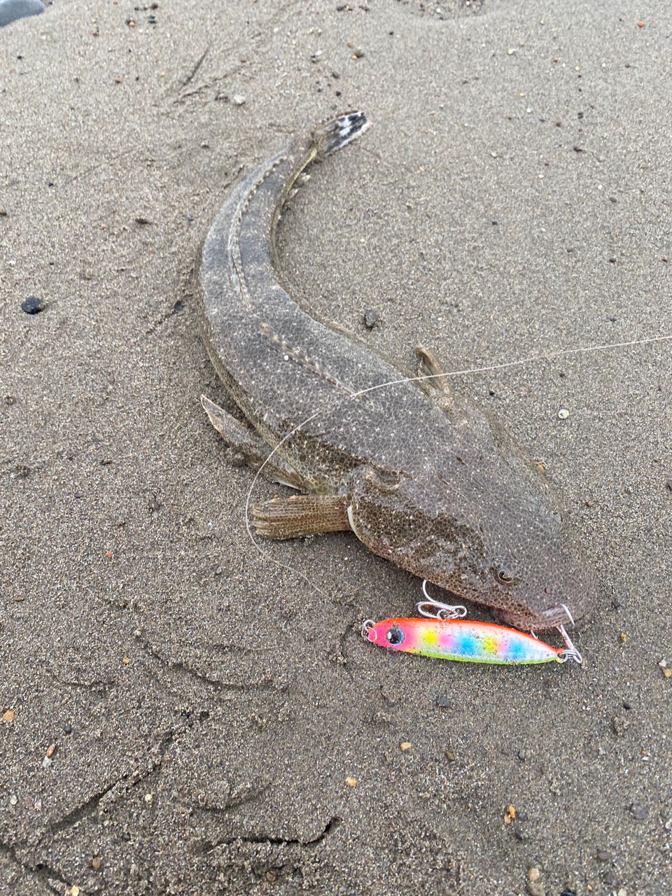 ワカシ