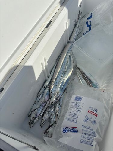 タチウオの釣果