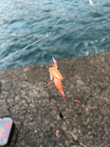 ネンブツダイの釣果