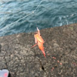 ネンブツダイ
