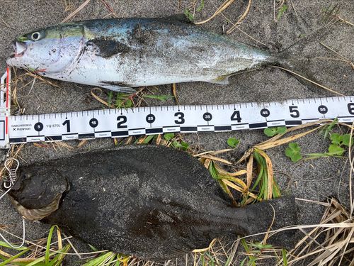 ヒラメの釣果