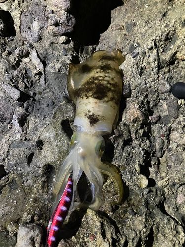 アオリイカの釣果