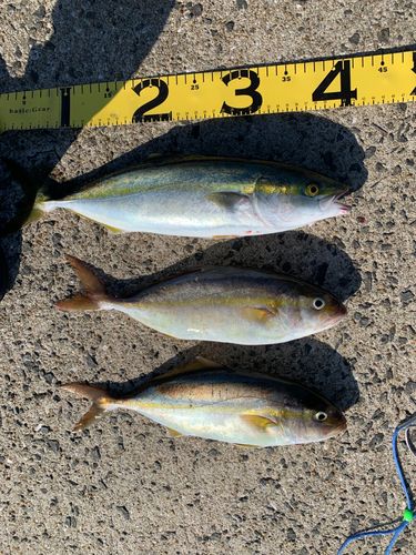 ヤズの釣果