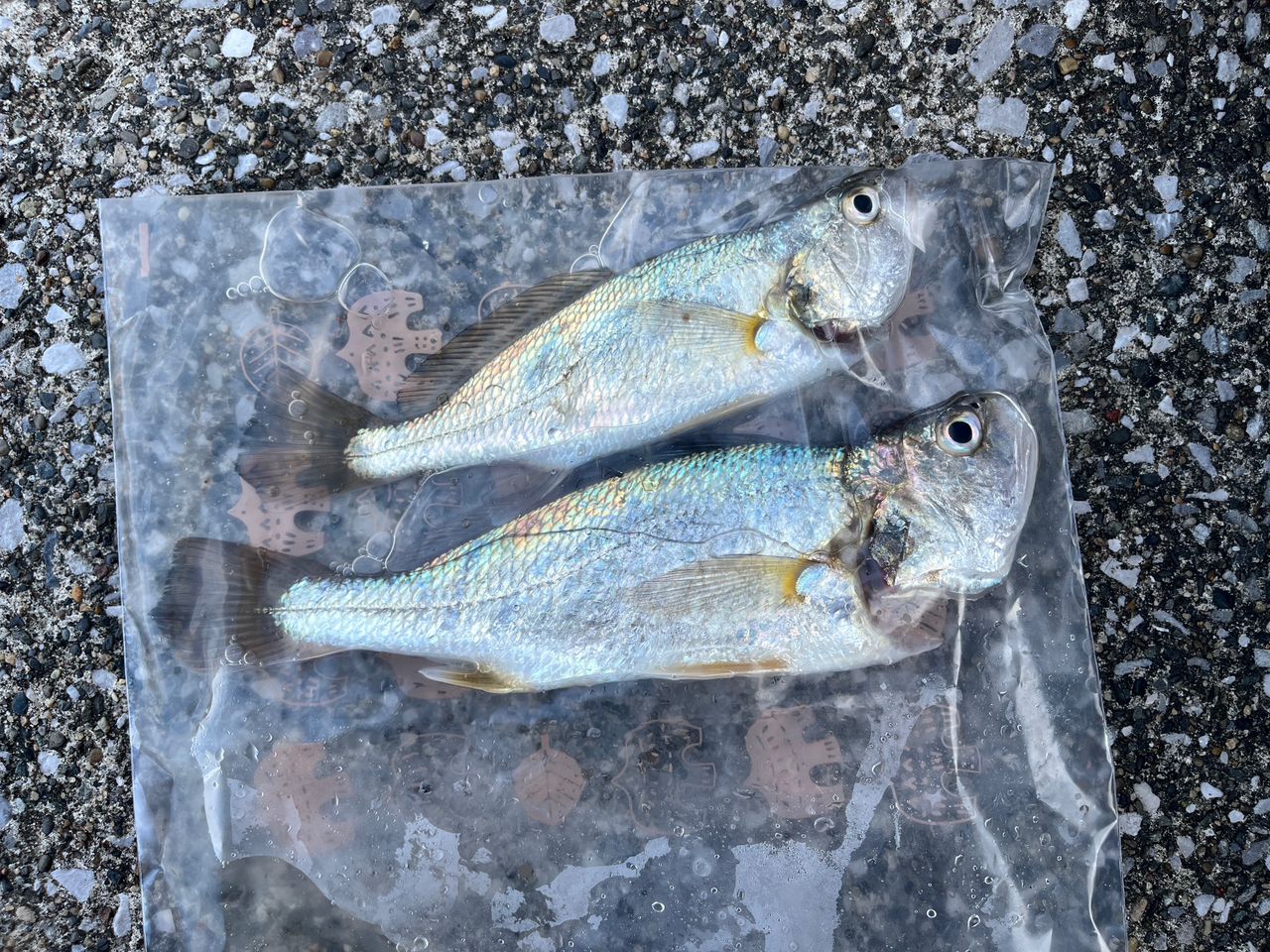 イシモチ