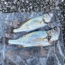 イシモチ