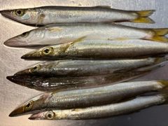カマスの釣果