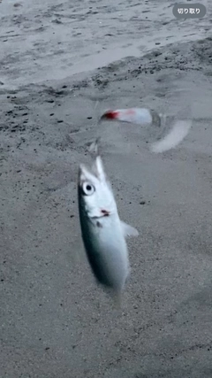 サバの釣果