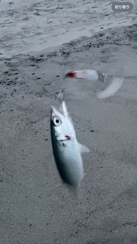 中田島サーフ