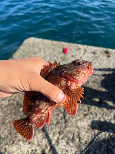 カサゴの釣果