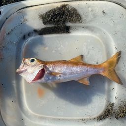 ムツ