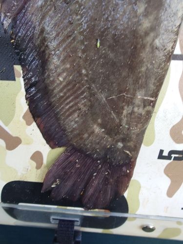ナマズの釣果