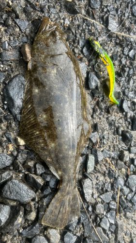 ソゲの釣果