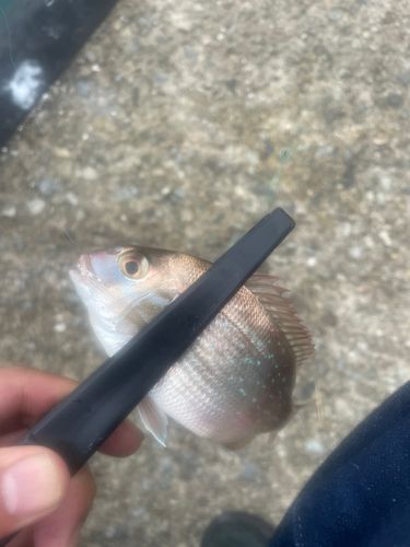 大阪湾