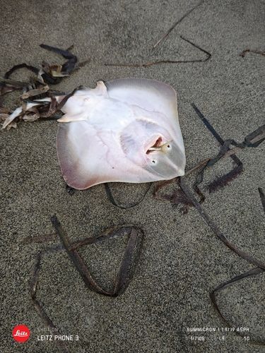 エイの釣果