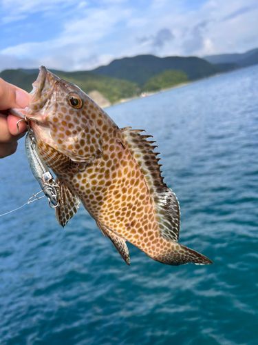 オオモンハタの釣果