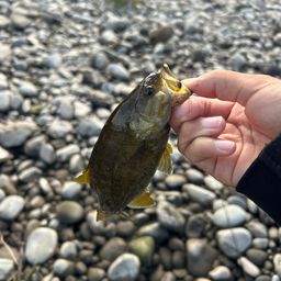 スモールマウスバス