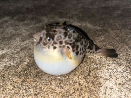 クサフグの釣果