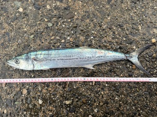 サゴシの釣果
