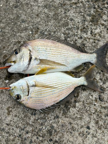 ヘダイの釣果