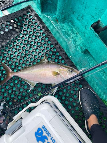 カンパチの釣果