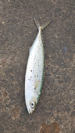 サバの釣果