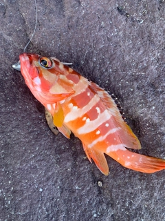 アカハタの釣果