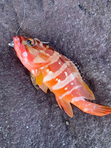 アカハタの釣果