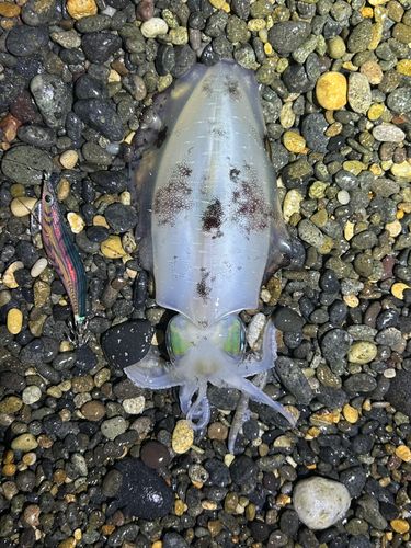 アオリイカの釣果