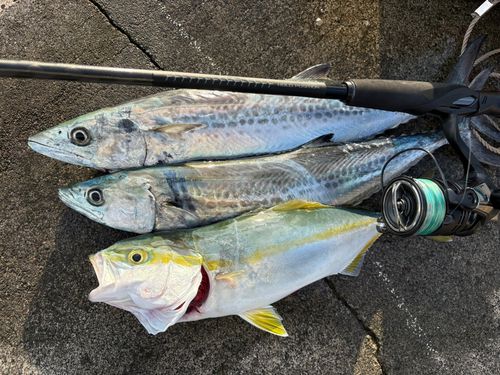 サゴシの釣果