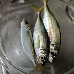 アジ