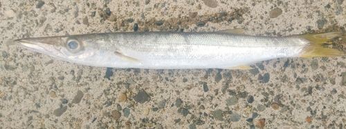 カマスの釣果