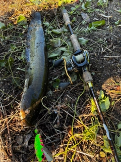 ナマズの釣果