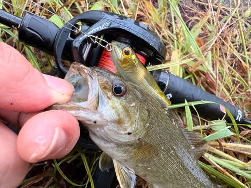 スモールマウスバスの釣果
