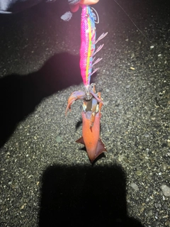ケンサキイカの釣果