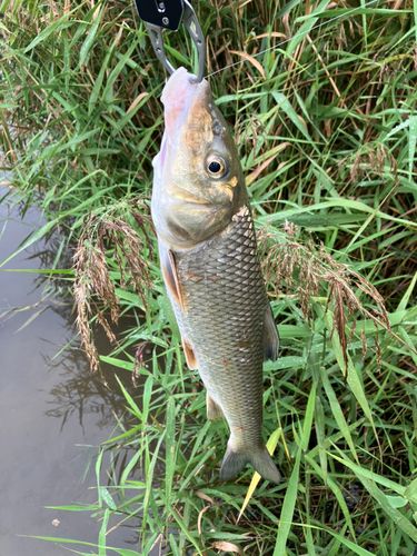 ニゴイの釣果