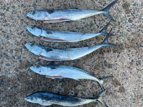 サゴシの釣果